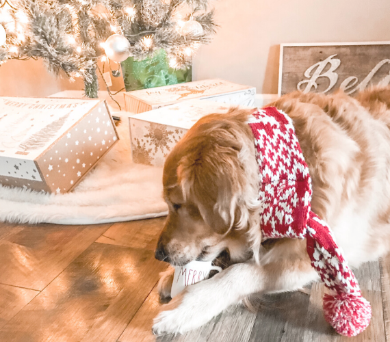 gift guide for the dog moms